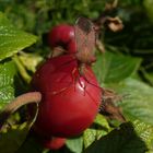 Braune Randwanze (Gonocerus acuteangulatus) auf Hagebutte