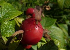 Braune Randwanze (Gonocerus acuteangulatus) auf Hagebutte