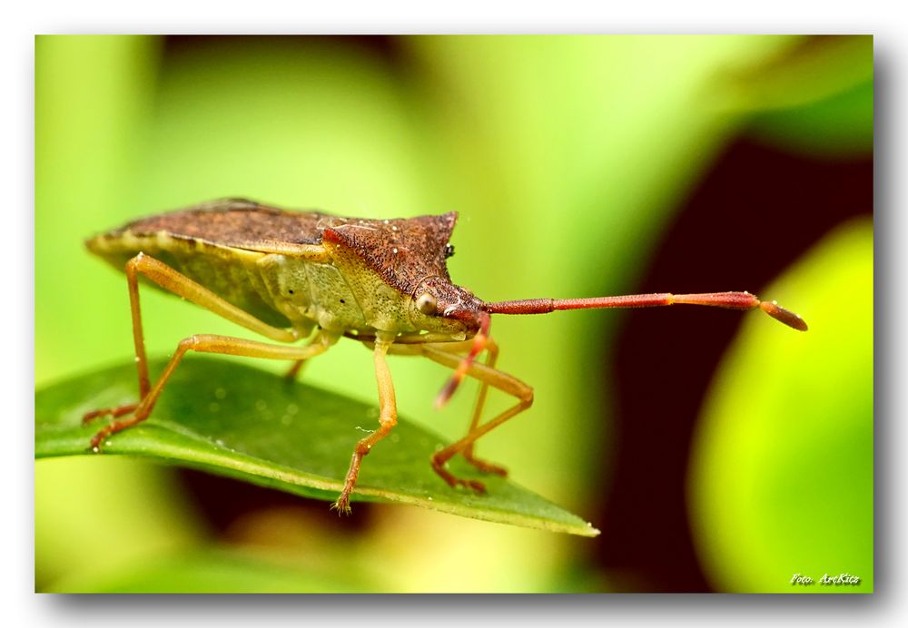 Braune Randwanze - Gonocerus acuteangulatus.