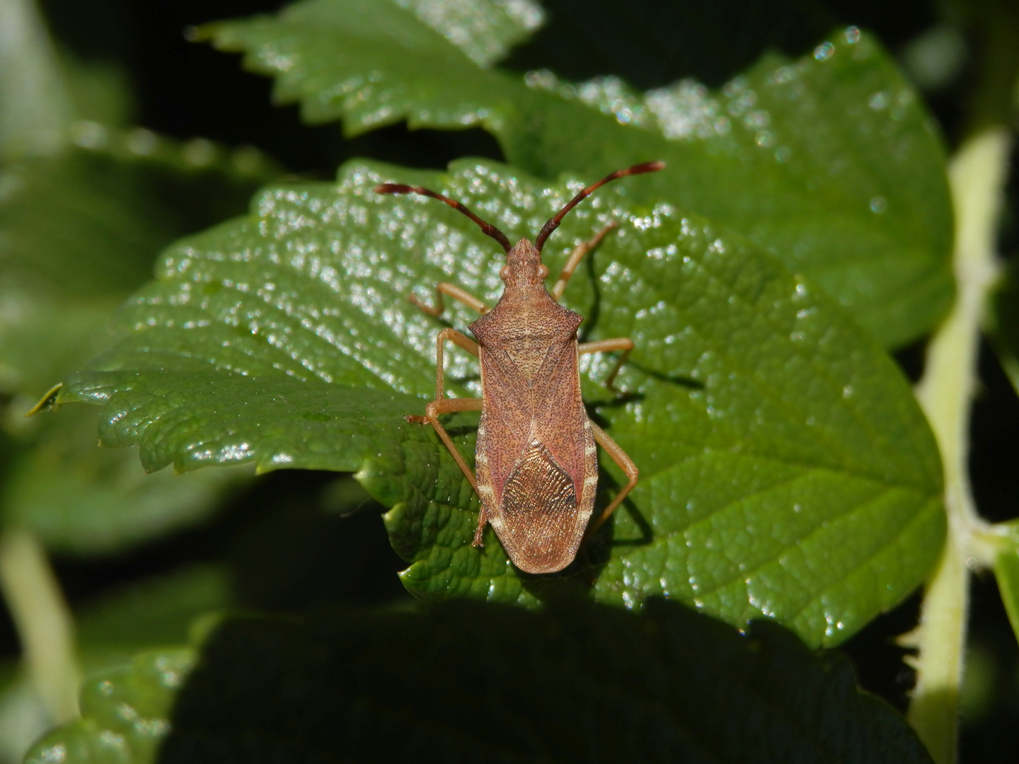 Braune Randwanze (Gonocerus acuteangulatus)