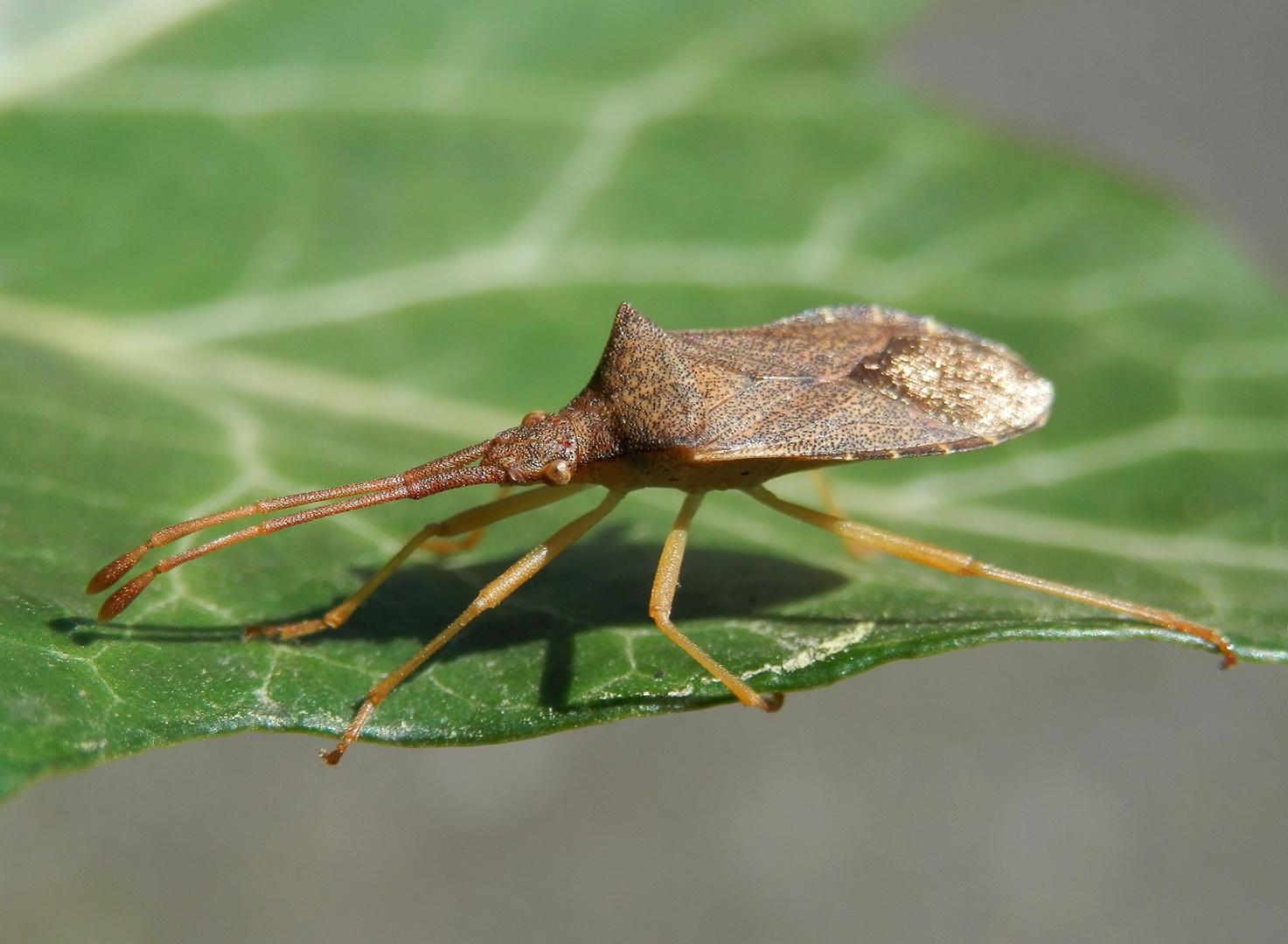 Braune Randwanze (Gonocerus acuteangulatus) in der Efeu-Hecke (3)