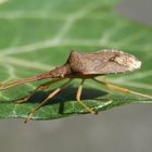 Braune Randwanze (Gonocerus acuteangulatus) in der Efeu-Hecke (3)