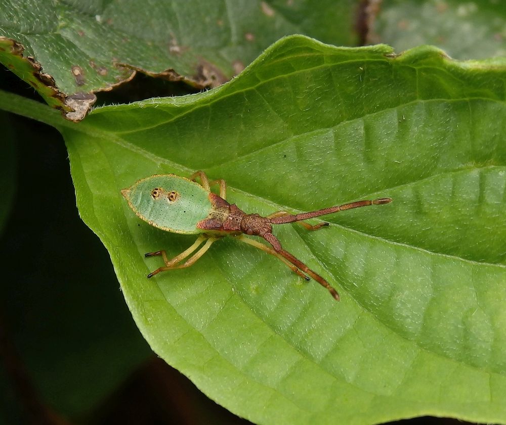 Braune Randwanze (Gonocerus acuteangulatus) - L4 Larvenstadium