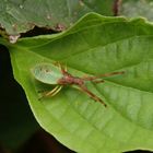 Braune Randwanze (Gonocerus acuteangulatus) - L4 Larvenstadium