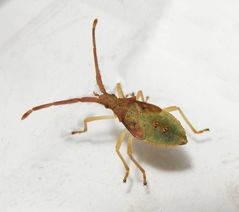 Braune Randwanze (Gonocerus acuteangulatus) - L5 Larvenstadium