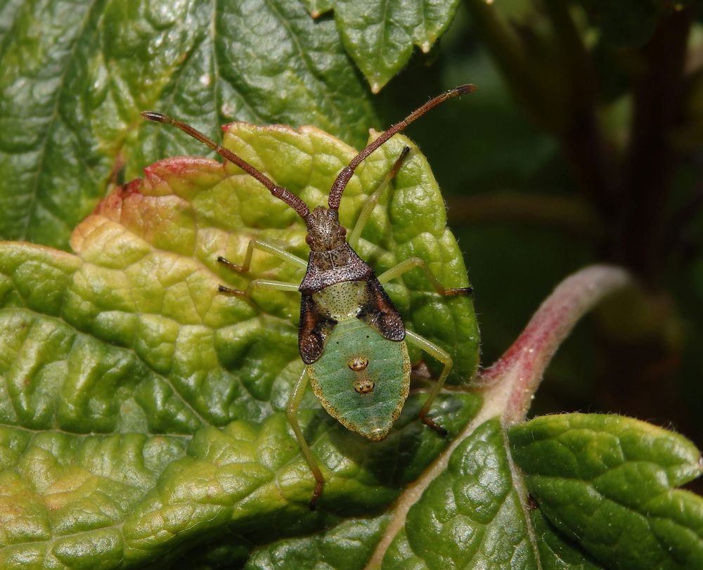 Braune Randwanze (Gonocerus acuteangulatus) - L5 Larvenstadium