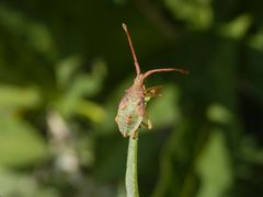 Braune Randwanze (Gonocerus acuteangulatus) - L5 Nymphe