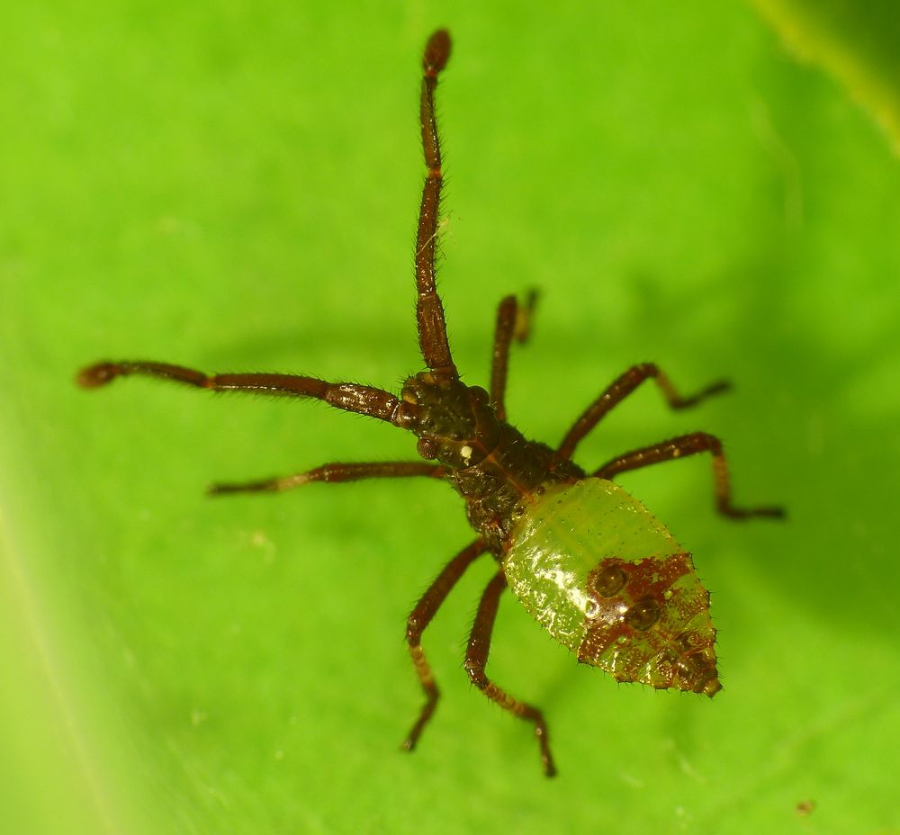 Braune Randwanze (Gonocerus acuteangulatus) - Larvenstadium