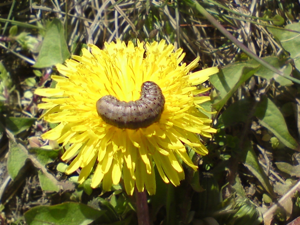 Braune Raupe auf gelbem Hintergrund