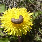 Braune Raupe auf gelbem Hintergrund