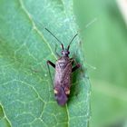 Braune Schmuckwanze (Closterotomus fulvomaculatus) - Imago