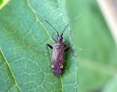 Braune Schmuckwanze (Closterotomus fulvomaculatus) - Imago