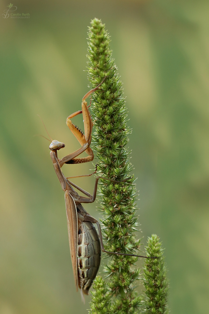 Braune Schönheit