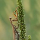 Braune Schönheit