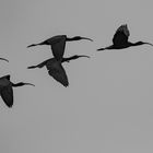 Braune Sichler im Formationsflug (Glossy Ibis)