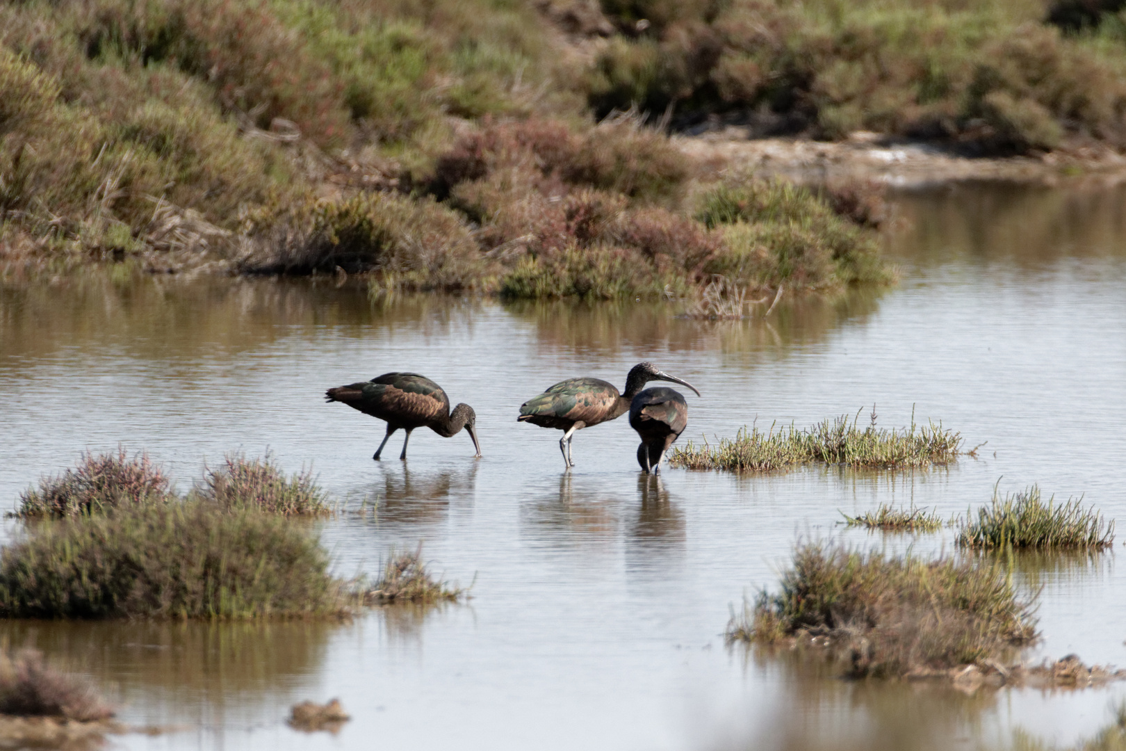 Braune Sichler (Plegadis falcinellus)