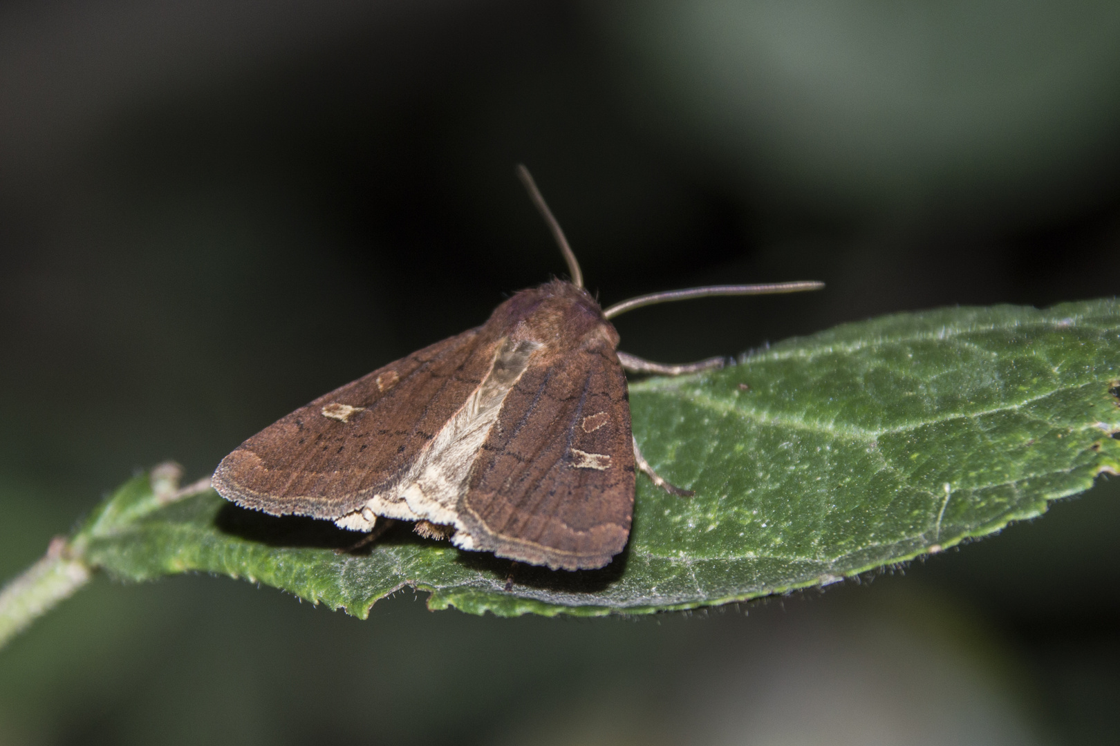 Braune Spätsommer-Bodeneule