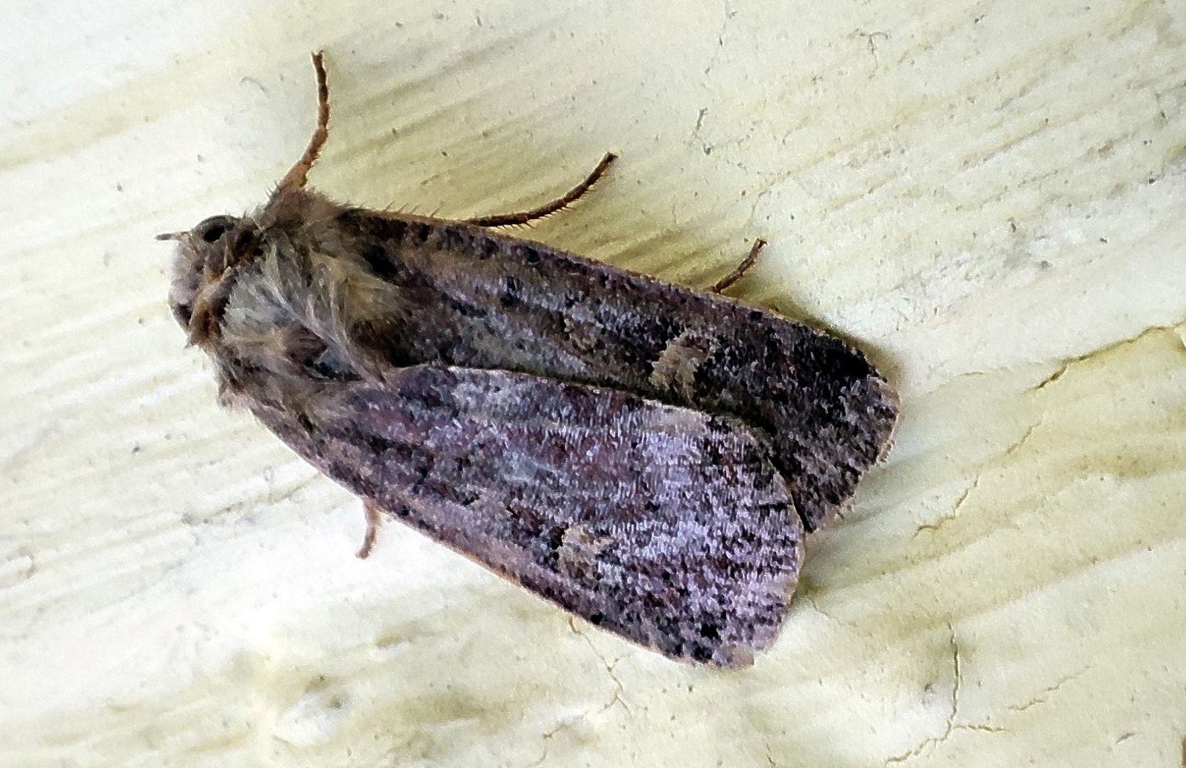 Braune SpätsommerBodeneule Foto & Bild natur, nachtfalter, insekten