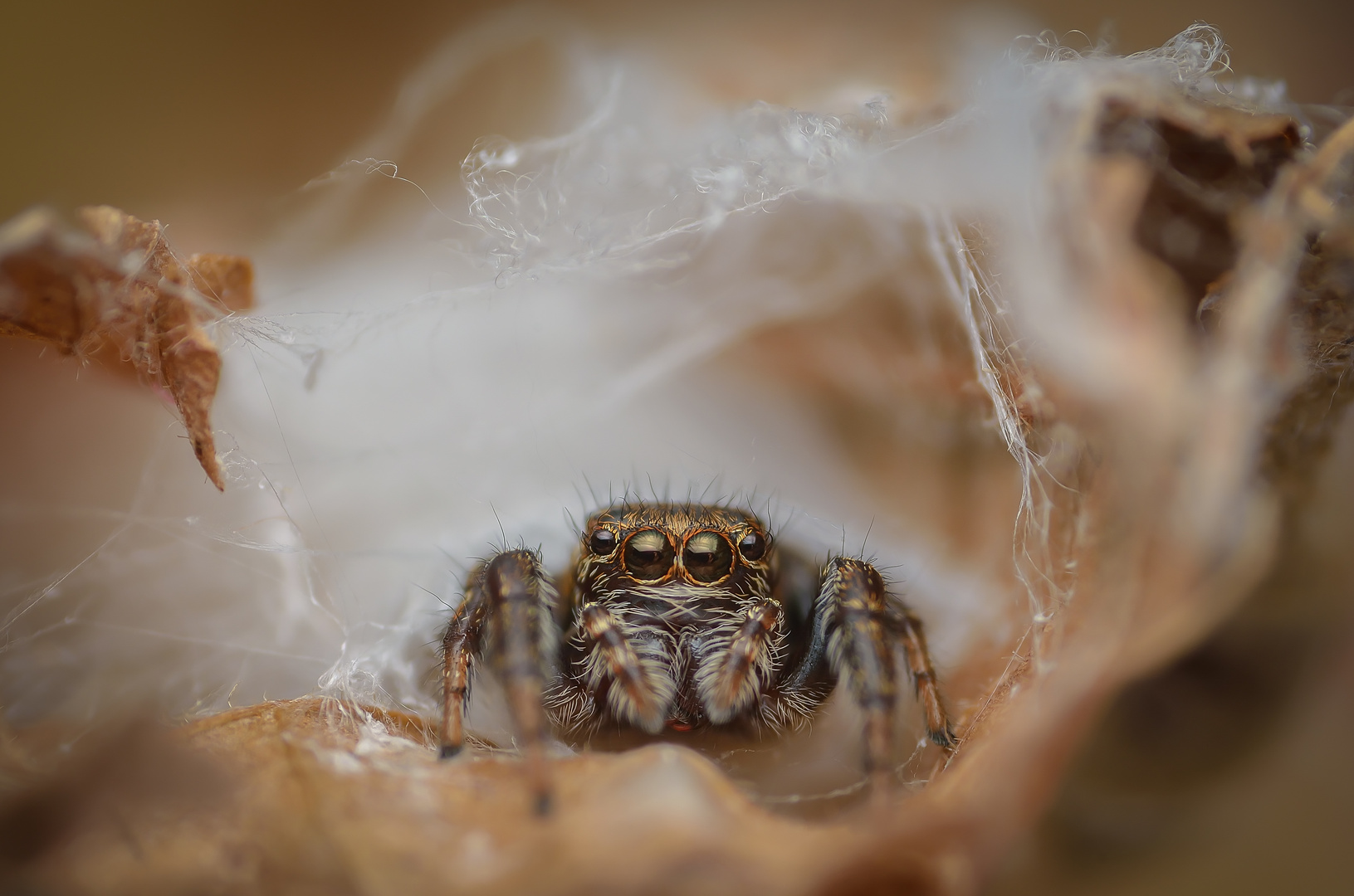 Braune Springspinne