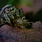 braune Springspinne (2) mit Opfer