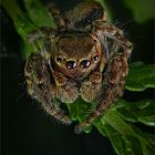 braune Springspinne 