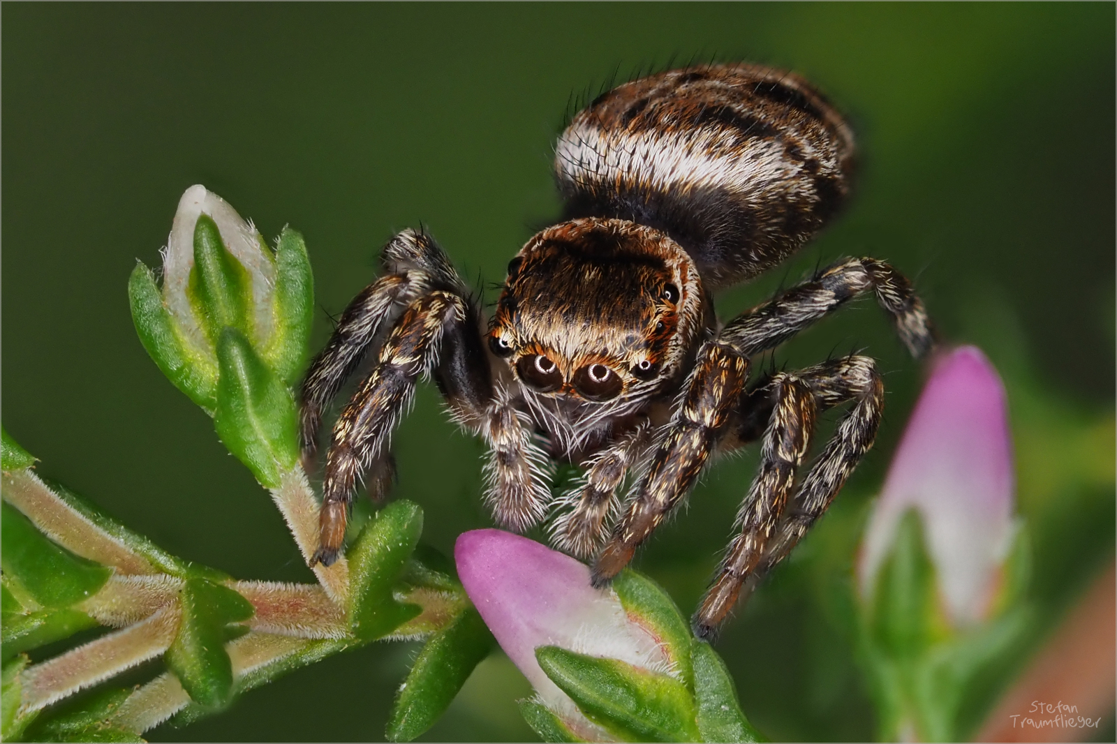 Braune Springspinne