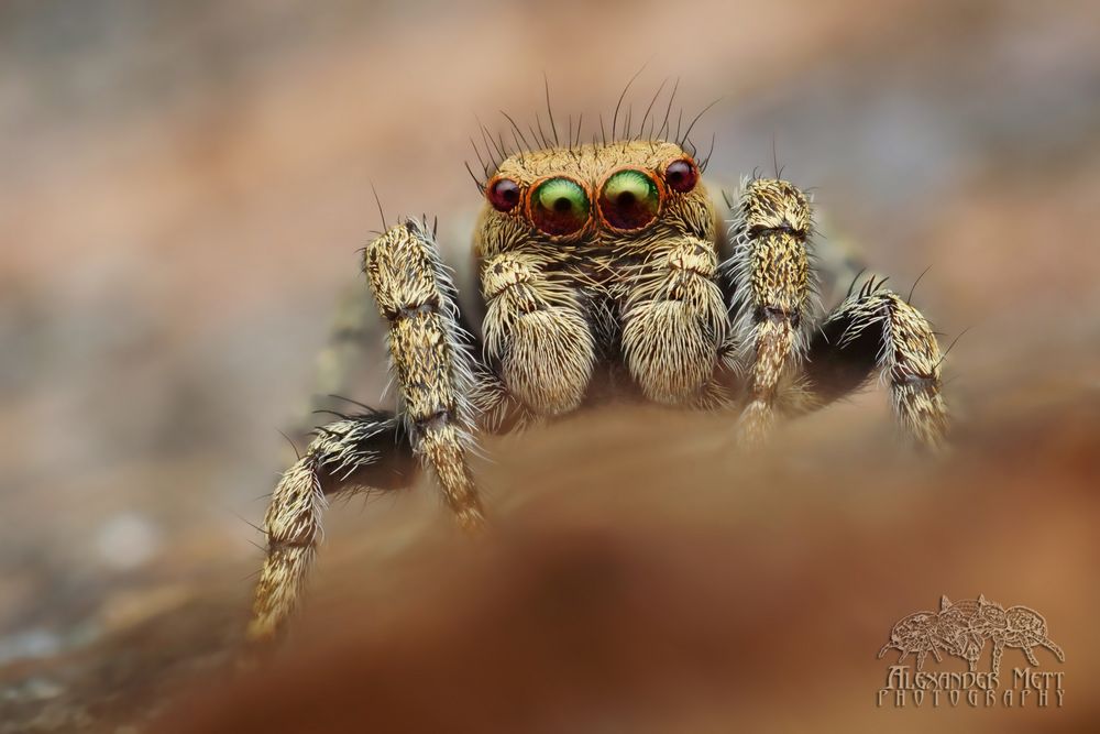 Braune Springspinne (Evarcha falcata)