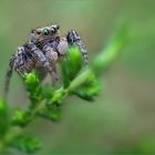 braune Springspinne im Heidekraut