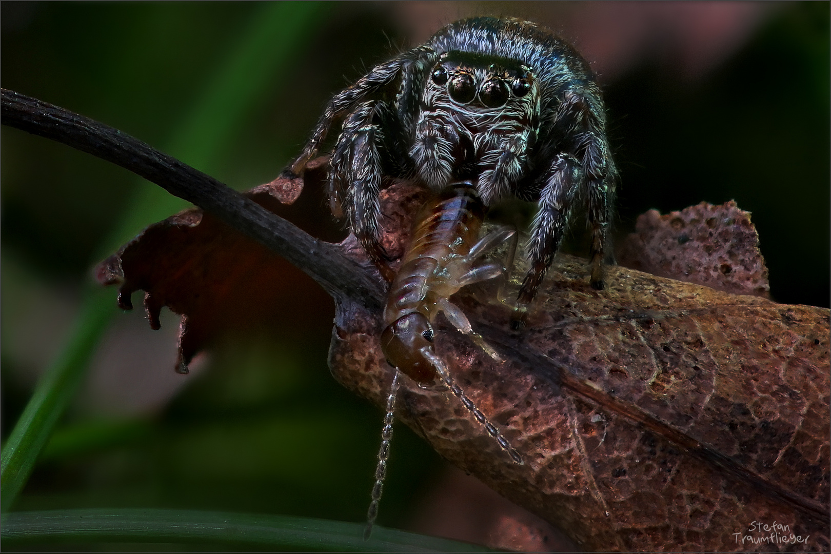 braune Springspinne mit Ohrenkneifer