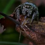 braune Springspinne mit Ohrenkneifer