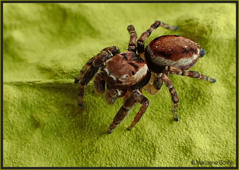 ...Braune Springspinne...Evarcha falcata...