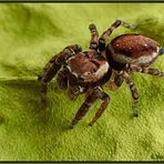 ...Braune Springspinne...Evarcha falcata...