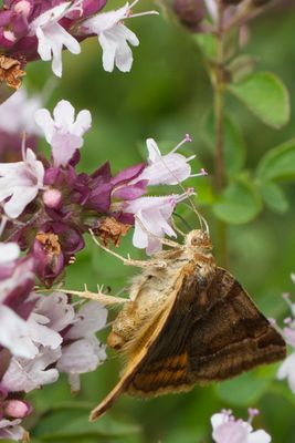 Braune Tageule auf Echter Dost