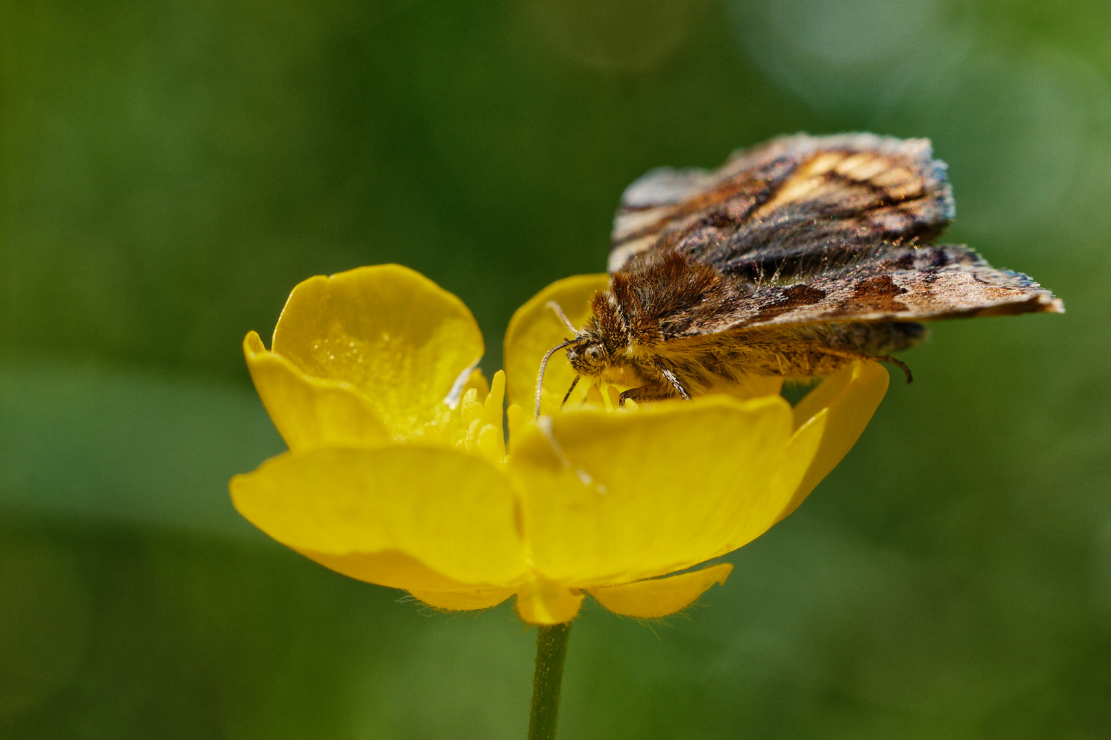 Braune Tageule auf Hahnenfußblüte