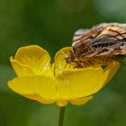 Braune Tageule auf Hahnenfußblüte