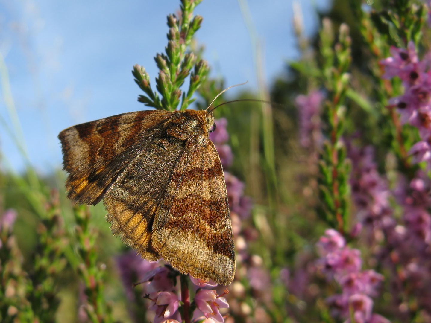 Braune Tageule (Ectypa glyphica)