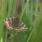 Braune Tageule (Euclidia glyphica)