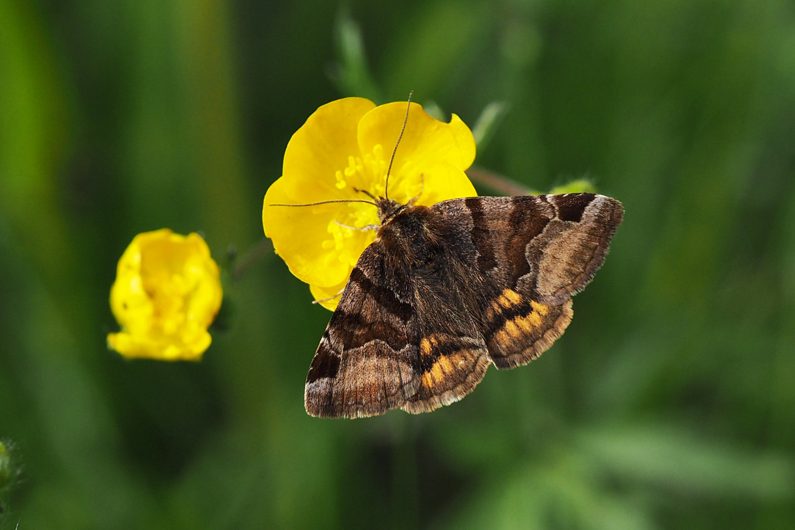 Braune Tageule (Euclidia glyphica)