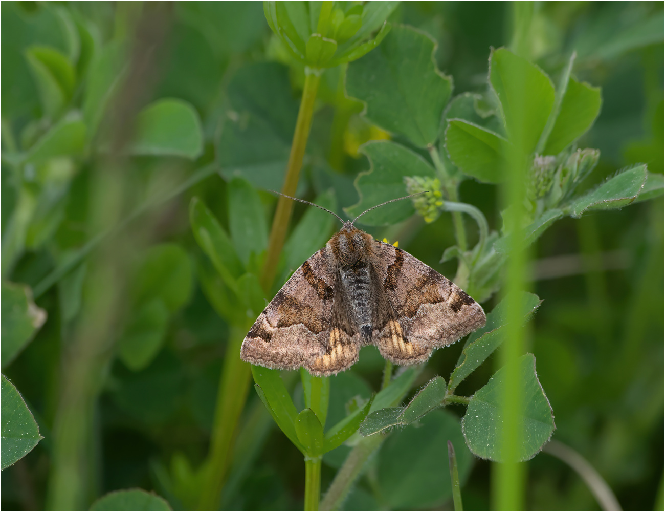 Braune Tageule (Euclidia glyphica)