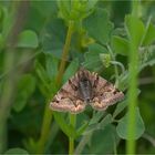 Braune Tageule (Euclidia glyphica)