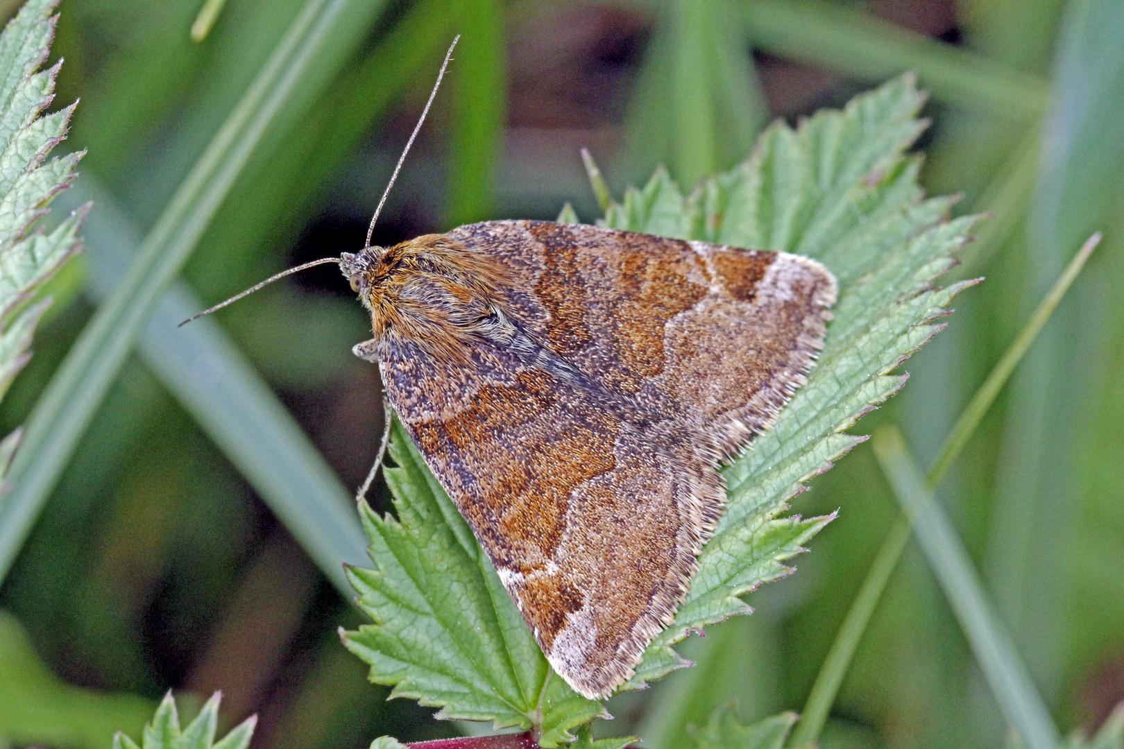 Braune Tageule (Euclidia glyphica)