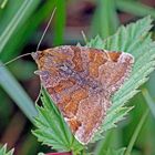 Braune Tageule (Euclidia glyphica)