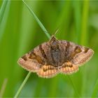 Braune Tageule (Euclidia glyphica)