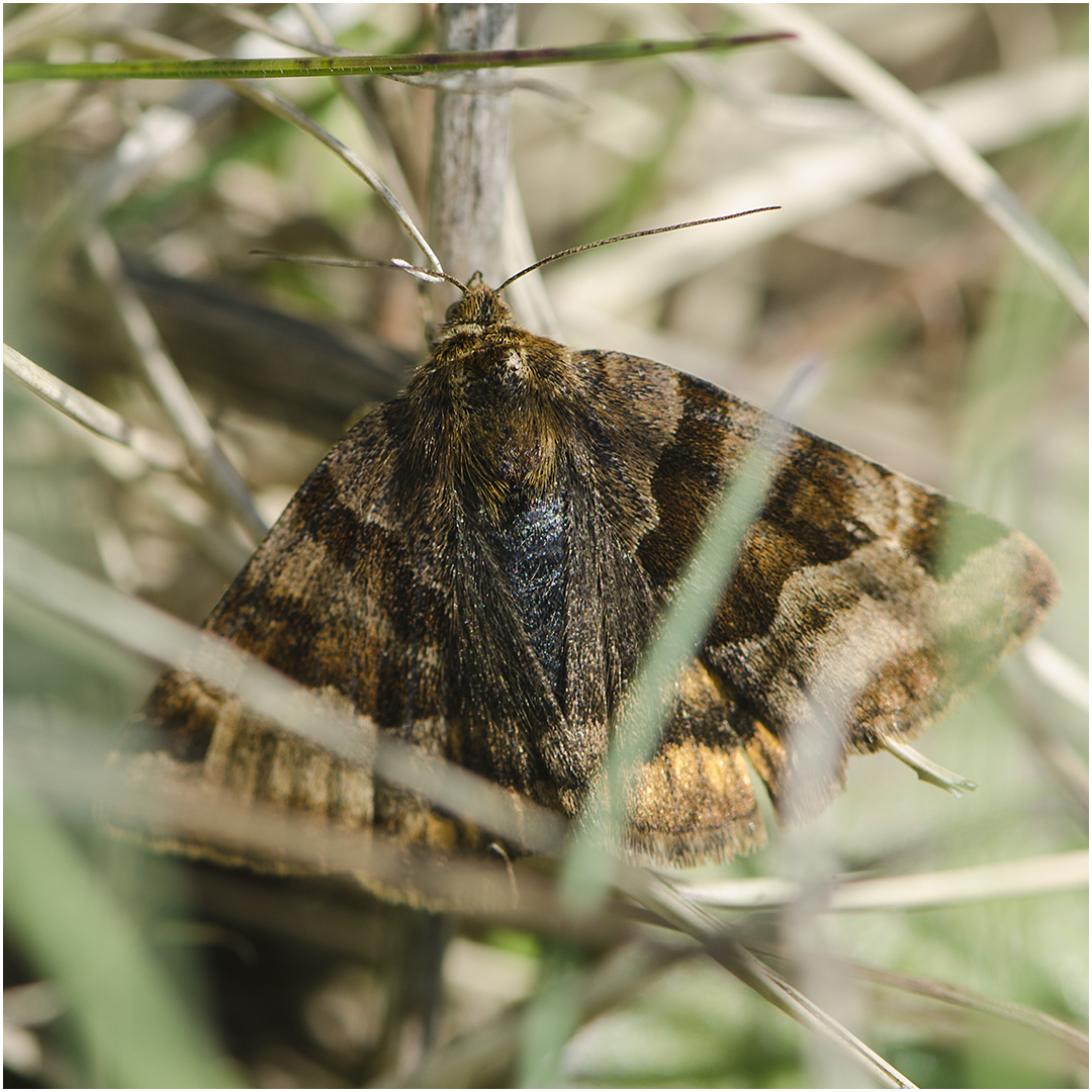 Braune Tageule - Euclidia glyphica