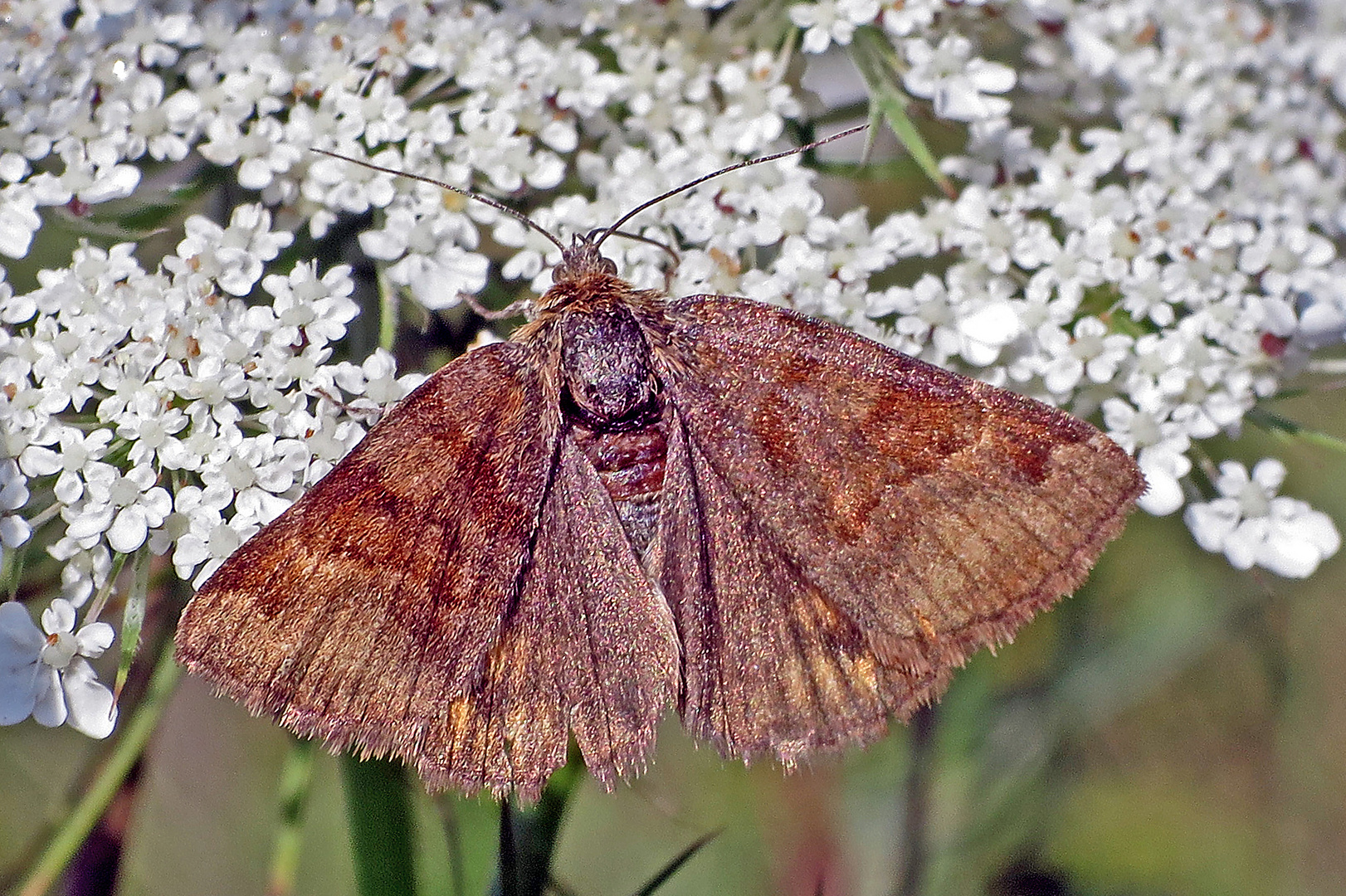 Braune Tageule (Euclidia glyphica) (?)