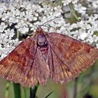 Braune Tageule (Euclidia glyphica) (?)