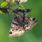 Braune Tageule (Euclidia glyphica)