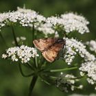 Braune Tageule (Euclidia glyphica) auf Dolde (2019_06_26_EOS 6D Mark II_4228_ji)