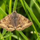 Braune Tageule ( Euclidia glyphica )