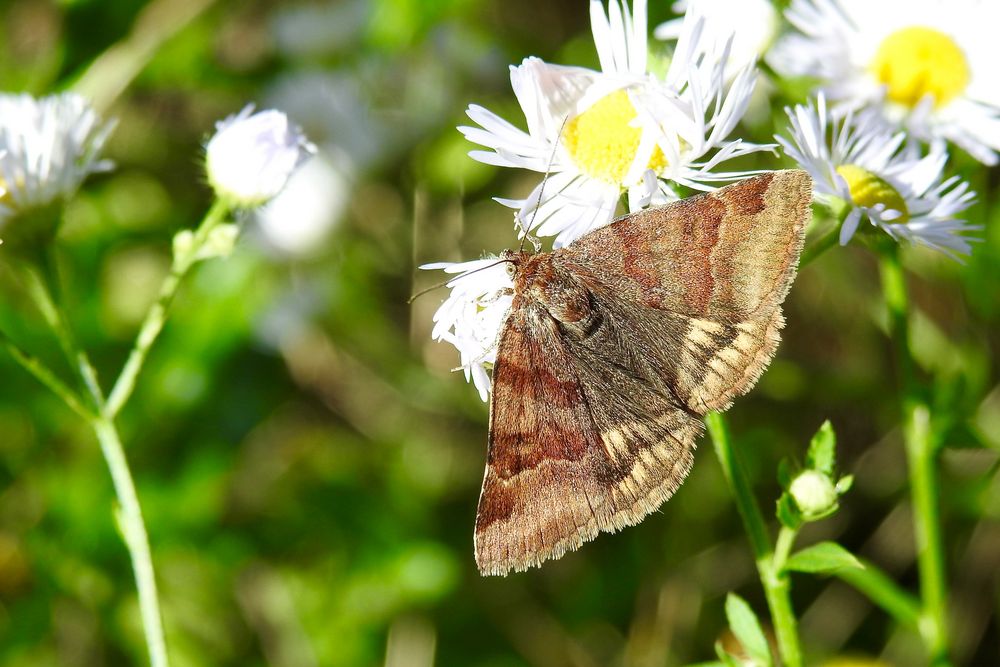 Braune Tageule (Euclidia glyphica) Danke Alice